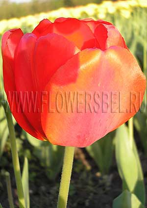 ���������� ������� ����� 316 (Photo Tulip Parade 316)
