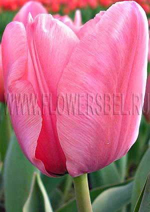     (Photo Tulip Pink Impression)