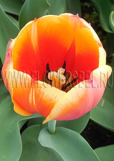 ������� ���� �� ��� (Tulip Royal Ad Rem)