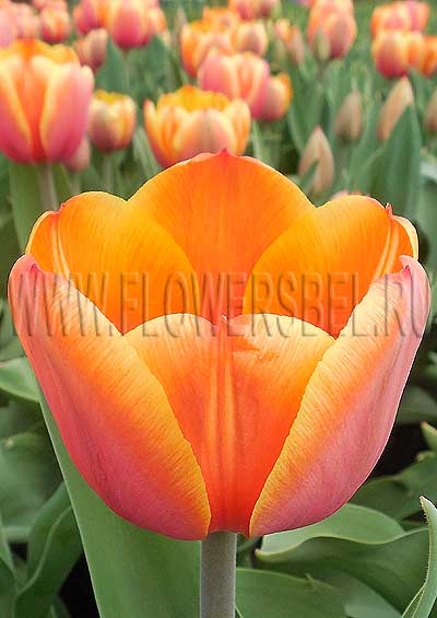 ������� ���� �� ��� (Tulip Royal Ad Rem)