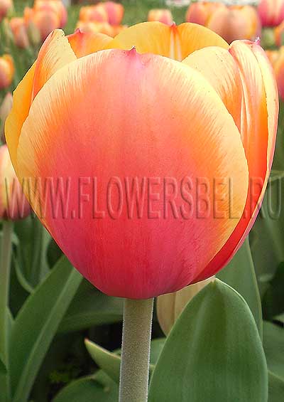 ������� ���� �� ��� (Tulip Royal Ad Rem)
