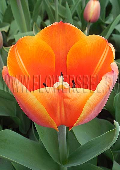 ������� ���� �� ��� (Tulip Royal Ad Rem)