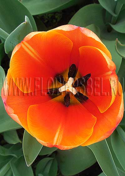������� ���� �� ��� (Tulip Royal Ad Rem)