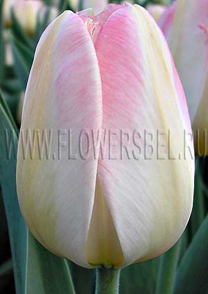 ���������� ������� ������ ����� (Photo Tulip Tender Beauty)