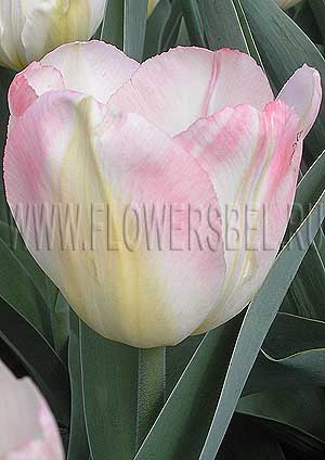���������� ������� ������ ����� (Photo Tulip Tender Beauty)