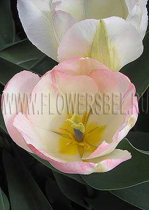 ���������� ������� ������ ����� (Photo Tulip Tender Beauty)
