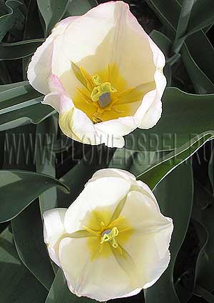 ���������� ������� ������ ����� (Photo Tulip Tender Beauty)