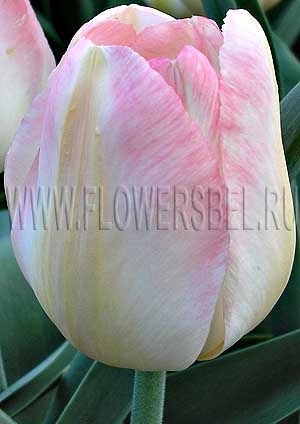 ���������� ������� ������ ����� (Photo Tulip Tender Beauty)