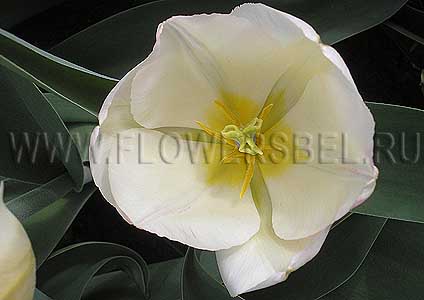���������� ������� ������ ����� (Photo Tulip Tender Beauty)