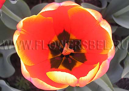 ���������� ������� �����'� �������� (Photo Tulip World's Favorite)