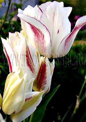 ���������� ������� ����� ���� (Photo Tulip Candy Club)