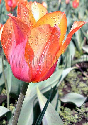    (Photo Tulip Favorite Beauty)
