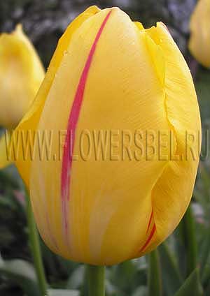 ���������� ������� ����� �������� (Photo Tulip La Courtine)