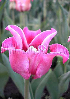 ���������� ������� ����� (Photo Tulip Picture)