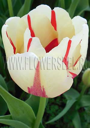     (photo Tulip World Expression)