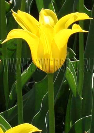 ������� ������� ���� (Tulip Ballade Gold)