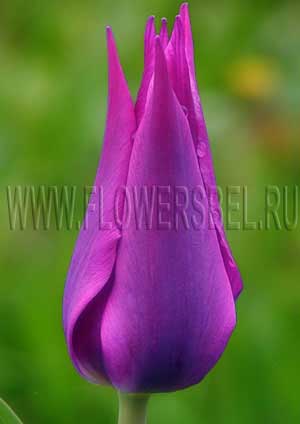 ������� �������� (Tulip Burgundy)