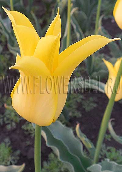 ������� ������� (Tulip Flashback)