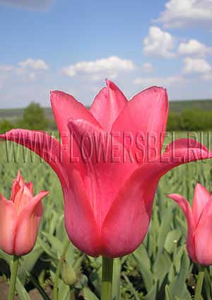 ���������� ������� ������ (Photo Tulip Jacqueline)