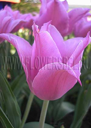 ���������� ������� ������ ���� (Photo Tulip Lilac Time)
