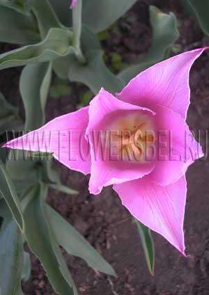 ���������� ������� ������ ���� (Photo Tulip Lilac Time)
