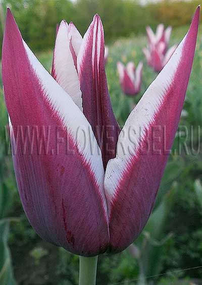 ������� ����� (Tulip Rajka)
