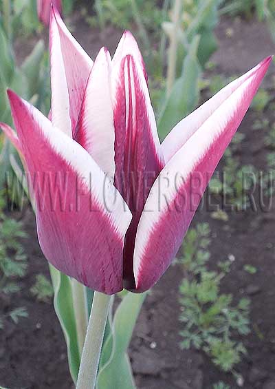 ������� ����� (Tulip Rajka)