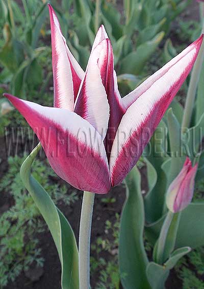 ������� ����� (Tulip Rajka)