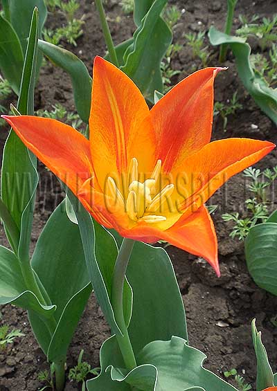 ������� ������� ����� (Tulip Synaeda Orange)