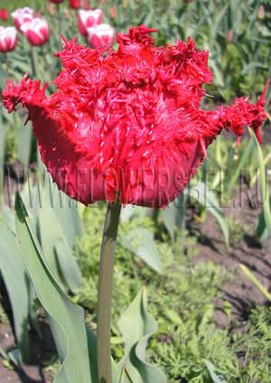 ���������� ������� �������� (Photo Tulip Barbados)