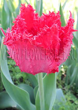 ���������� ������� �������� (Photo Tulip Barbados)