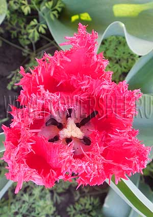���������� ������� �������� (Photo Tulip Barbados)