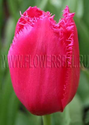   (Tulip Burgundy Lace)