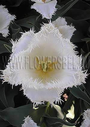 ���������� ������� �������� (Photo Tulip Cambridge)