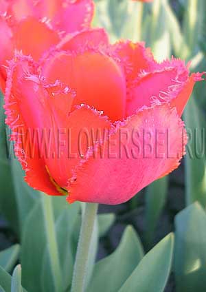 ���������� ������� ������� ����� (Photo Tulip Crystal Beauty)