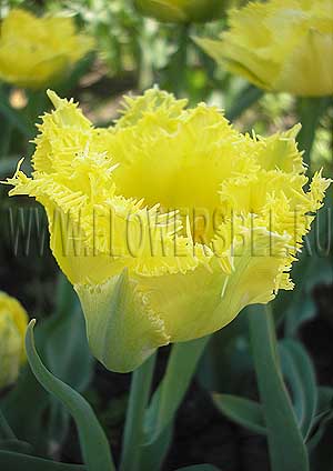 ���������� ������� ������� ��� (Photo Tulip Exotic Sun)