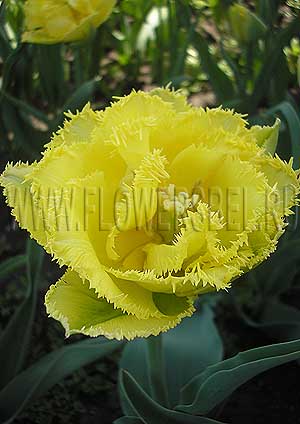 ���������� ������� ������� ��� (Photo Tulip Exotic Sun)