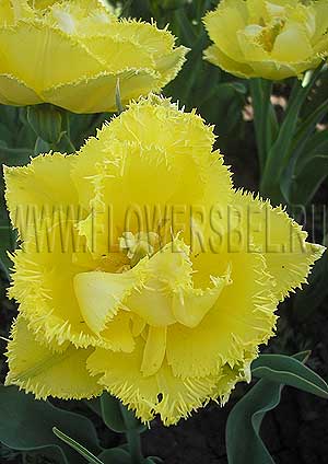 ���������� ������� ������� ��� (Photo Tulip Exotic Sun)