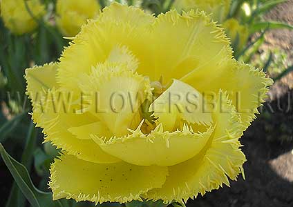 ���������� ������� ������� ��� (Photo Tulip Exotic Sun)