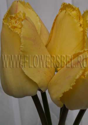 ������� �������� ������� (Tulip Fringed Elegance)