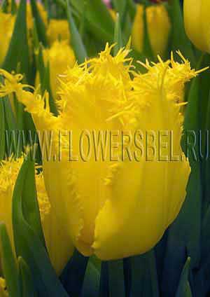 ���������� ������� ������� (Photo Tulip Laverock)