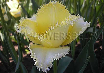 ���������� ������� ������� (Photo Tulip Laverock)