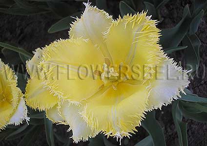 ���������� ������� ������� (Photo Tulip Laverock)