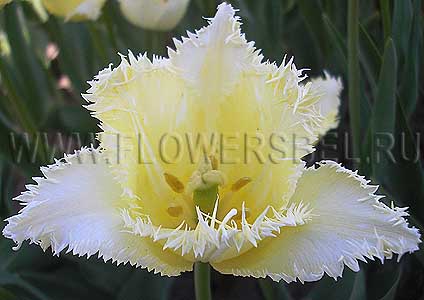 ���������� ������� ������� (Photo Tulip Laverock)