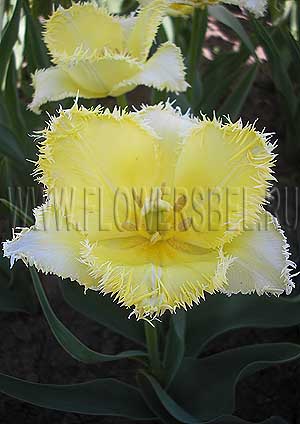 ���������� ������� ������� (Photo Tulip Laverock)