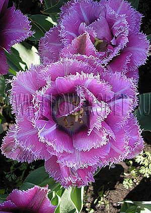 ���������� ������� �������� (Photo Tulip Mascotte)
