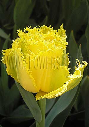 ���������� ������� ��� ���� (Photo Tulip Mon Amour)