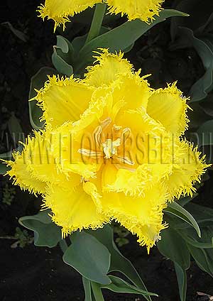 ���������� ������� ��� ���� (Photo Tulip Mon Amour)