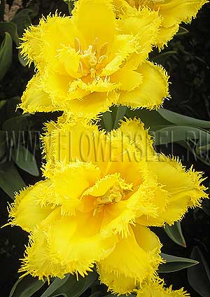 ���������� ������� ��� ���� (Photo Tulip Mon Amour)