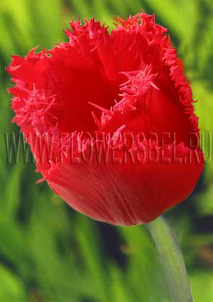 ������� ��� ����� (Tulip Red Wings)